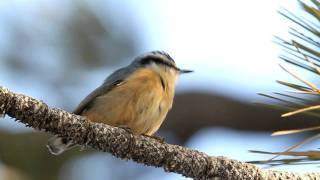 Red-Breasted Nuthatch Sitta Canadensis At Mount Pinos, California