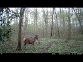 ANIMAUX SAUVAGES EN FORET