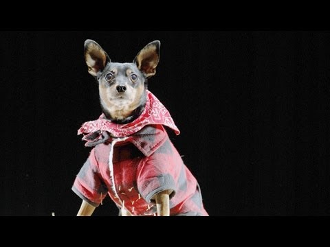 Halloween Safety Tips For Dogs Teacher S Pet With Victoria Stilwell Youtube