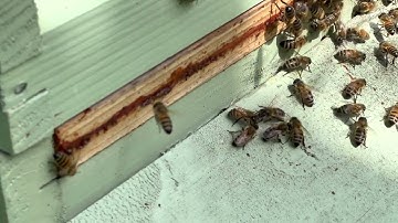 Robber bee being attacked by guard bees at our hive in Guildford