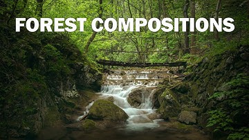 Forest Photography Composition Tips and Ideas