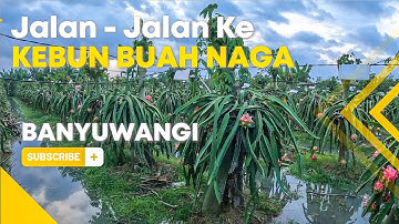 KEBUN BUAH NAGA
