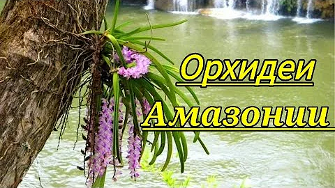 Орхидеи Амазонии