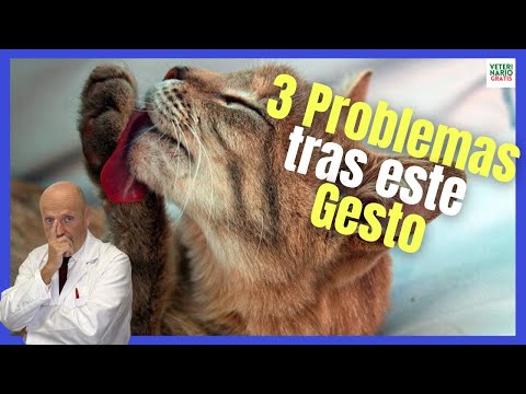 Video: ¿Por qué mi gato come en exceso?