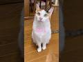 💩について本気で話し合いました#shorts #cats #cat#cute #comedy #猫
