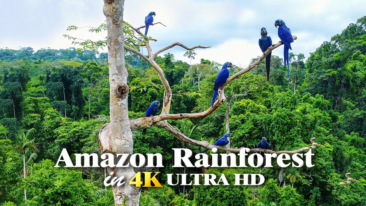 Amazon Rainforest in 4K - Romantic Music, Beautiful Relaxing Music, Sleep Music, Stress Relief