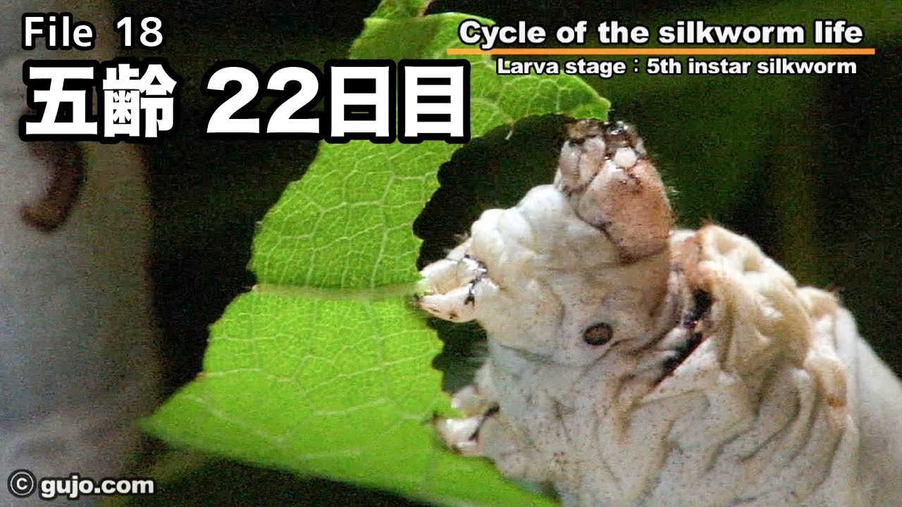 蚕の一生】Cycle of the silkworm life 18/33 五齢 - YouTube
