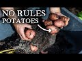 Unconventional potato growing advice you need to hear