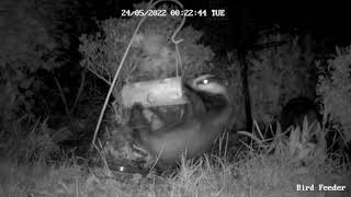 Badgers destroy bird feeder!