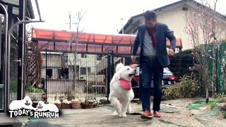 お父さんとのお散歩をまだかまだかと待っているルンルンです　Great Pyrenees　グレートピレニーズ