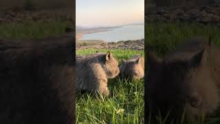 Wombat breakfast