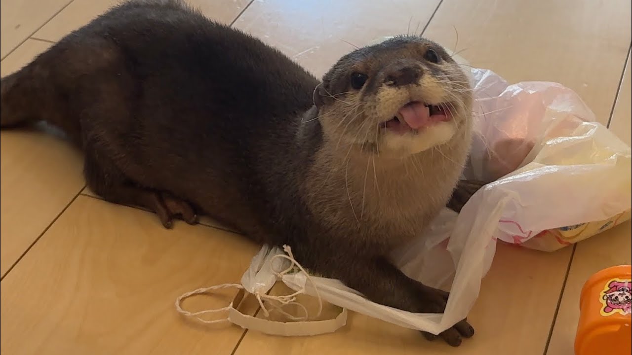 カワウソ、猫、ワラビーのそれぞれのおやつのもらい方 How to Get Treats for Otter, Cat, and Wallabie