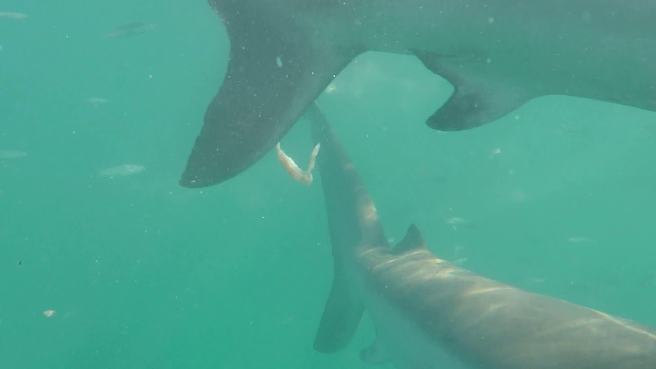 Bronze Whaler Sharks being nosy! YouTube