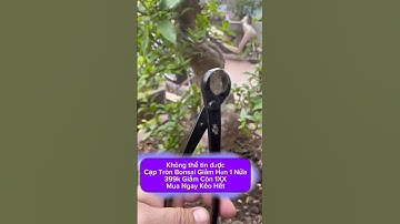 Cạp Tròn Bonsai Chuyên Dùng Tạo Sẹo Cây Cảnh Nghệ Thuật #bonsai #bonsaitree #caycanh #tree #làmvườn