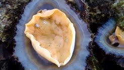 Limpet Mussel (Lapas) of the Azores