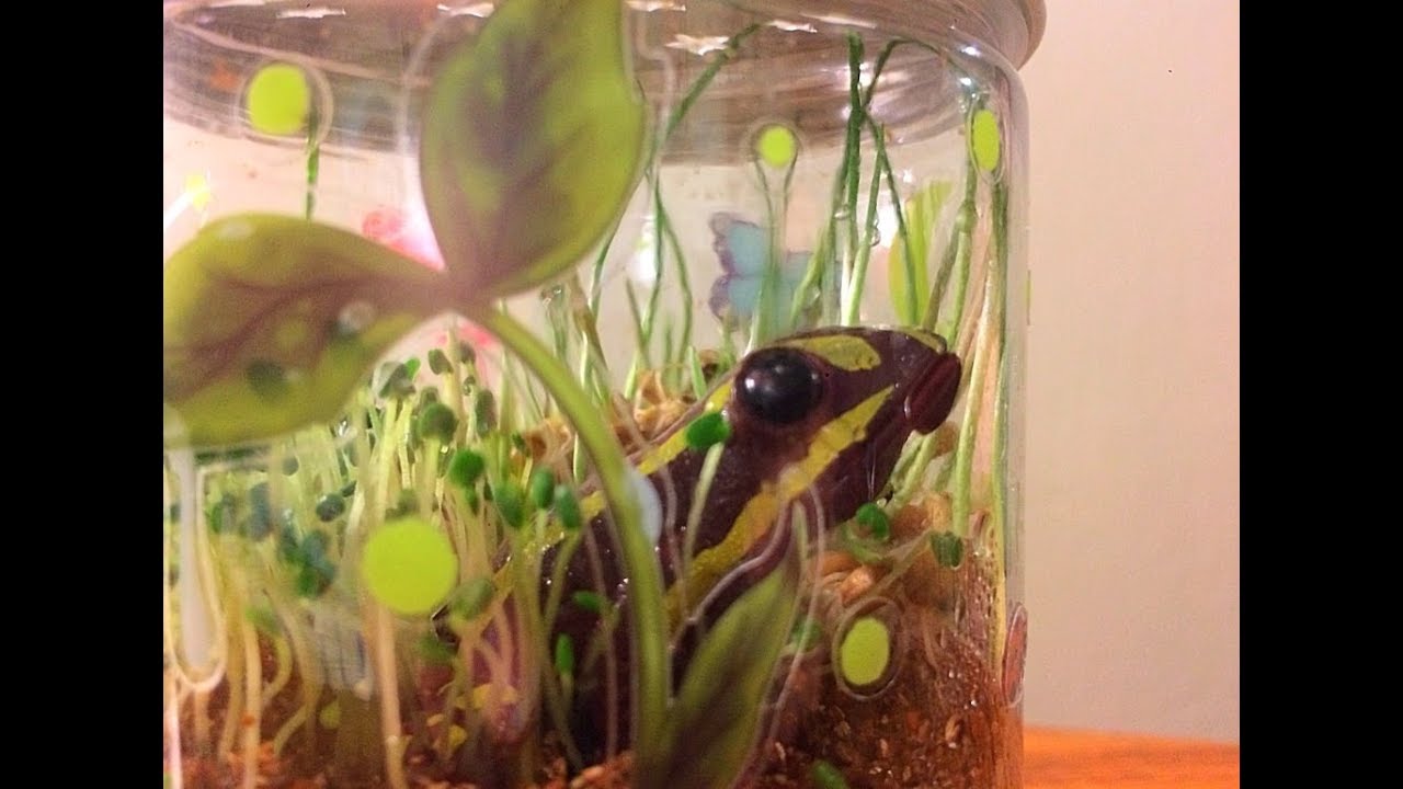 Grow N' Glow Terrarium Kit - YouTube