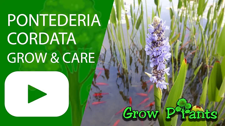 Pontederia cordata - growing and care - water plant (Pickerelweed) - DayDayNews