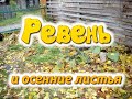 Ревень и осенние листья. Как я поднимал плодородие своего песка