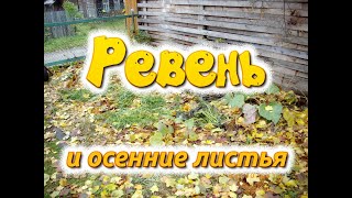 Ревень и осенние листья. Как я поднимал плодородие своего песка