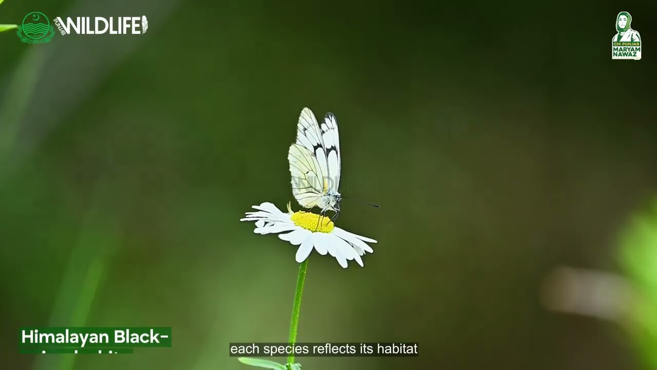 Butterflies of Punjab 