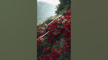 راحة نفسية #القرآن الكريم #يارب #اللهم اجعل القرآن الكريم ربيع قلوبنا ونور صدورنا يااارب 🤲