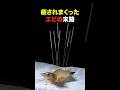 癒されまくったエビの末路