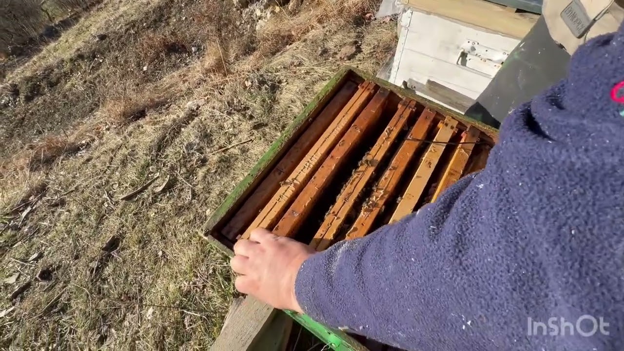 Pungă cu miere la albine!!🍯