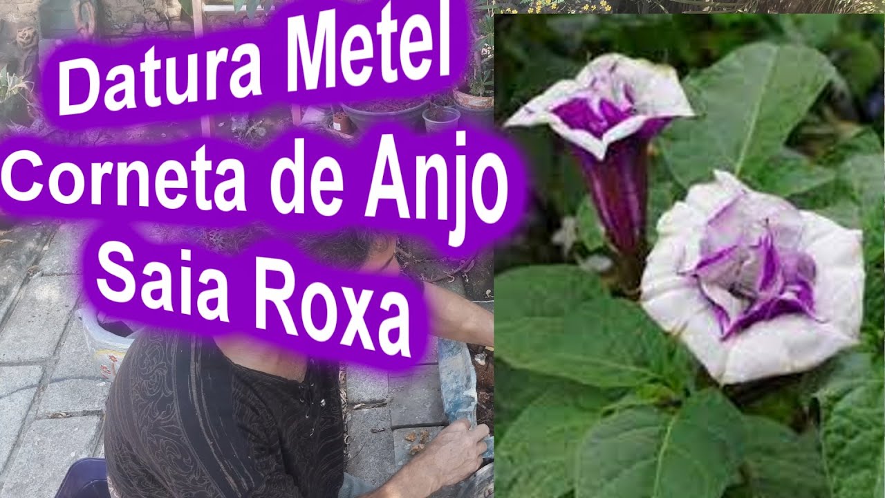 Datura Metel Trombeta de anjo Saia Roxa - thptnganamst.edu.vn