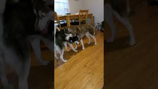Min Pin gets turned on by huskies Min Pin gets turned on by huskies
