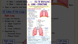 Ess way to remember Structure of lungs #shorts #youtubeshorts #bptdiaries786 #anatomy
