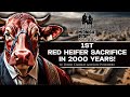 Why do so many people fear the red heifer sacrifice in israel
