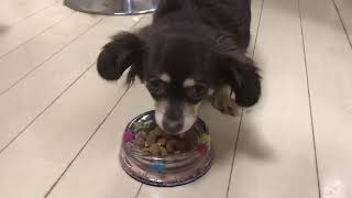 星野るりの愛犬のお食事タイム