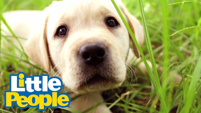 Songs for Kids - Little People | Puppy 