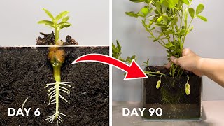 Full - 90 Days Growing Peanut - Time Lapse - Seed to Peanuts