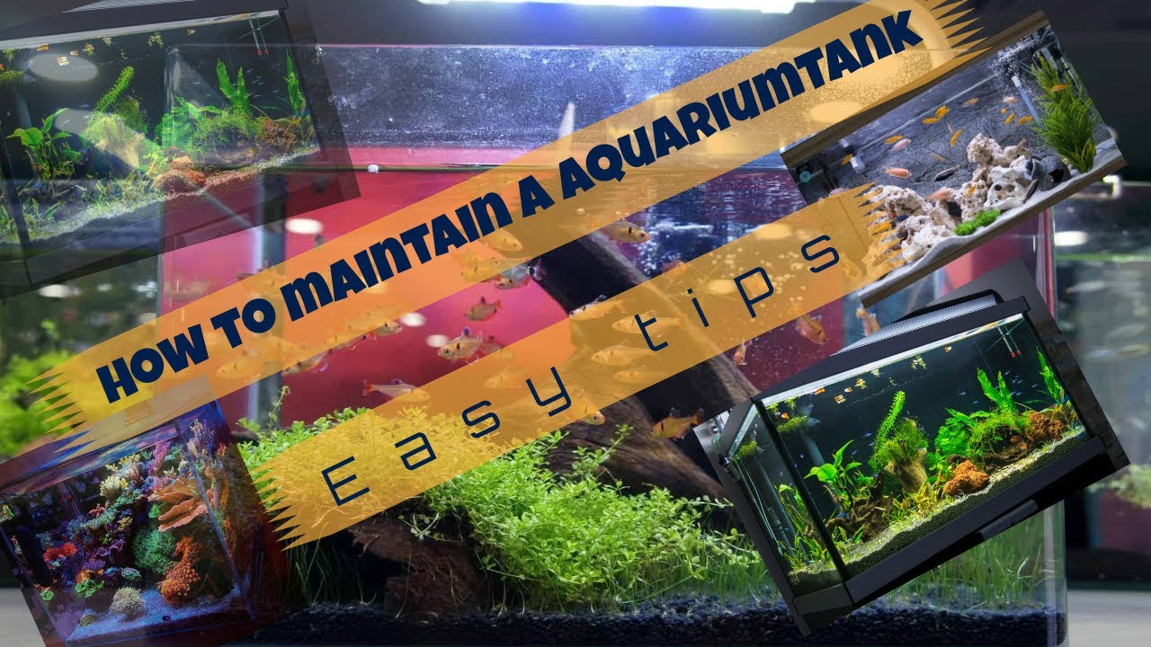 How To Maintain Aquarium Tank Easy Tips YouTube how-to-maintain-aquarium-tank-easy-tips-youtube