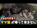 消えたママ猫…生後3週間の子猫を緊急保護しました