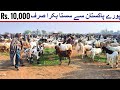 Bakra Price 10,000 - Bakray Chatray Mundry Dumba Bakra | Fattening Goats Bakra Mandi 2022 Faisalabad