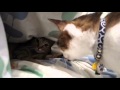 猫かまくらをめぐって攻防する猫２匹　～ぴっち♀とぽっけ♂～　Cats fighting outside and inside the box　～Picchi♀＆Pokke♂～