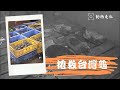 搶救台灣龜｜本土龜的困境 (公共電視 我們的島第371集 2006-09-18)