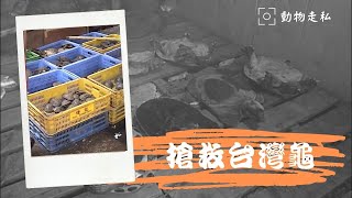 搶救台灣龜動物走私下的台灣本土龜 (公共電視 我們的島第371集 20060918)