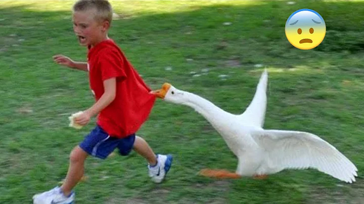 You laugh you lose, but it's actually funny pets