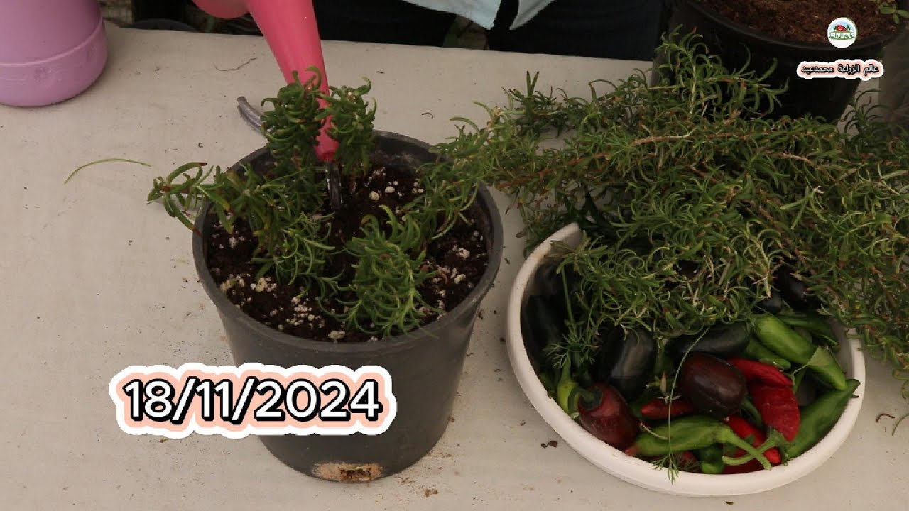 زراعة اكليل الجبل الروزماري بطريقة مضمونة 100 %