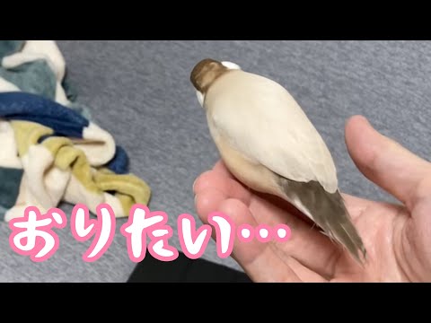 早く飼い主のもとに行きたくてソワソワする文鳥こむぎ　癒し動物　面白い動物