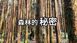 森林的秘密：生存策略｜待玩清單taiwanlists