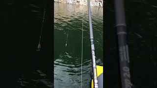 Первый Окунь.Скат тритон лодка.Красноярское море.Берюсинский залив.
