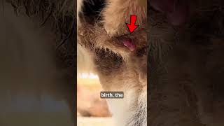 This Is How A Kangaroo Is Really Born