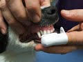 Чистка зубов собаке -как приучить питомца к чистке?