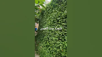 شجرة ست الحسن افضل شجرة متسلقه وجميله وسريعه بالنمو وتتحمل أجواء الخليج 