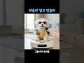 자율주행 100% 즐기는 중🐶