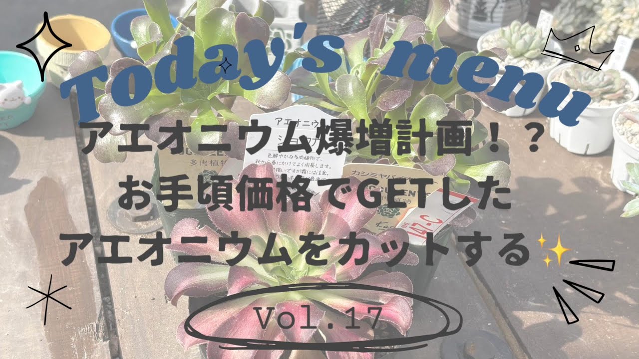 【Vol.17】アエオニウム爆増計画！？お手頃価格でGETしたアエオニウムをカットする